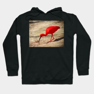 Scarlet Ibis Hoodie